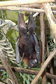 Large flying fox -Pteropus vampyrus-, adult male, resting, native to Southeast Asia, captive