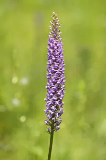 Images Dated 10th July 2013: Large Fragrant Orchid -Gymnadenia conopsea-, flowering, Jena, Thuringia, Germany
