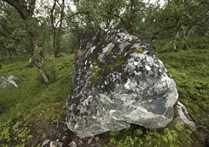 Large glacial erratic, Lofoten, Norway, Scandinavia, Europe