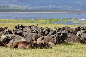 Images Dated 15th October 2011: Large group of African buffalos -Syncerus caffer- lying at Lake Nakuru, Lake Nakuru National Park