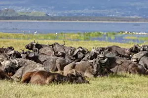 Eastern Africa Prints: Large group of African buffalos -Syncerus caffer- lying at Lake Nakuru