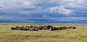 Large group of African buffalos -Syncerus caffer- lying at Lake Nakuru, Lake Nakuru National Park, Kenya, East Africa, Africa, PublicGround