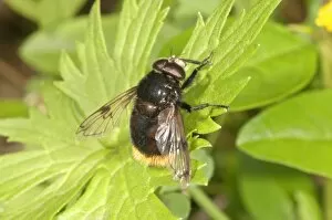 Images Dated 30th June 2013: Large Hoverfly -Volucella bombylans-, Baden-Wurttemberg, Germany