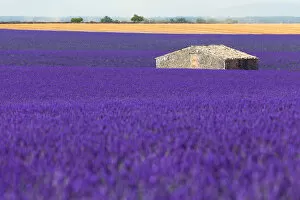Images Dated 5th July 2016: large lavender field with a little house in the middle