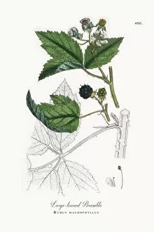 Images Dated 31st May 2018: Large-leaved Bramble, Rubus macrophyllus, Victorian Botanical Illustration, 1863