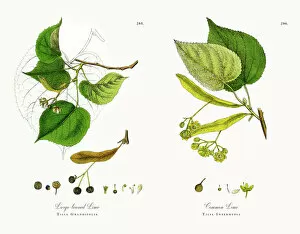 Images Dated 1st December 2017: Large-leaved Lime, Tilia Grandifolia, Victorian Botanical Illustration, 1863