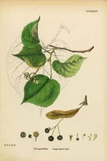 Images Dated 11th March 2017: Large-leaved Lime, Tilia Grandifolia, Victorian Botanical Illustration, 1863
