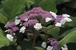 Spermatophyta Prints: Large-leaved scabrous Hydrangea -Hydrangea aspera Macrophylla-