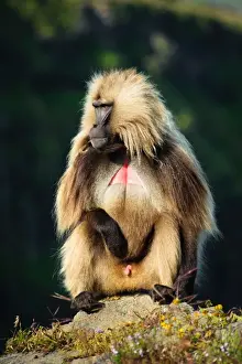 A large male Gelada Monkey (Theropithecus Gelada) soaks in the morning sun. Simien Mountains National Park, Ethiopia