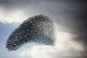 Images Dated 30th December 2018: Large murmuration of starlings