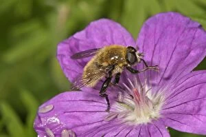 Large narcissus fly -Merodon equestris-, male eating pollen from bloody cranesbill -Geranium sanguineum