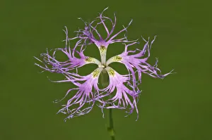 Images Dated 4th August 2014: Large Pink -Dianthus superbus- single flower, Baden-Wurttemberg, Germany