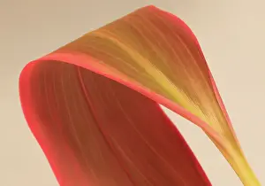 Large pinkish green tropical leaf against pale brown background
