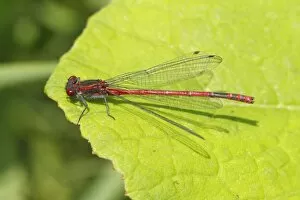 Images Dated 16th July 2013: Large Red Damselfly -Pyrrhosoma nymphula-, male resting on a leaf, Wiederstein, Neunkirchen