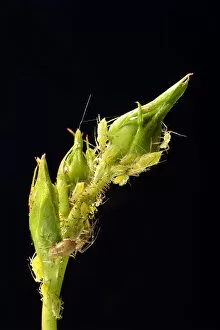 Large Rose Aphids -Macrosiphum rosae-, colony of pests on the bud of a Rose -Rosa-, Baden-Wurttemberg, Germany
