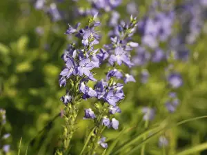 Large Speedwell (Veronica teucrium), Bavaria, Germany, Europe