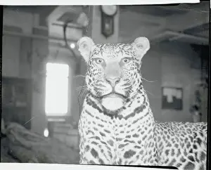 Eastern Africa Prints: Large Stuffed Leopard