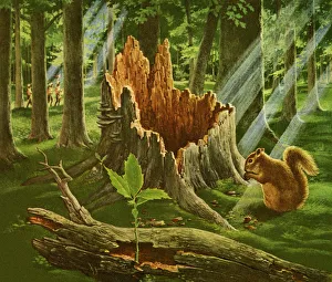 Tree Stump Gallery: Large Tree Stump in a Forest