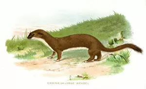 Images Dated 20th April 2017: Large weasel lithograph 1897