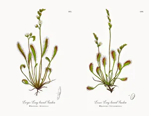 Images Dated 21st November 2017: Larger Long-leaved Sundew, Drosera Anglica, Victorian Botanical Illustration, 1863