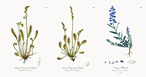 Images Dated 21st November 2017: Larger Long-leaved Sundew, Drosera Anglica, Victorian Botanical Illustration, 186