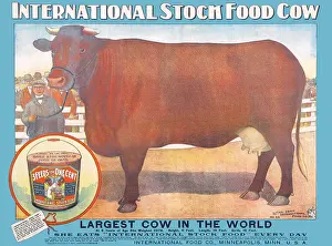 Stock Prints: Largest Cow in the World