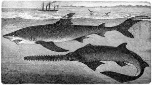 Sketch Prints: largetooth sawfish (Pristis microdon) and blue shark (Prionace glauca)