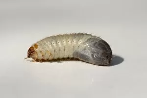 Larva of a Cockchafer -Melolontha-