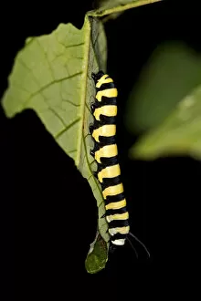 Images Dated 30th May 2014: Larva of a glass wing butterfly -Methona spec. possibly Methona confusa-, Tambopata Nature Reserve