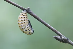 Coleoptera Gallery: Larva of the poplar leaf beetle (Chrysomela populi), metamorphosis
