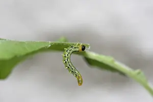 Vespid Prints: Larva of the Sawfly (Craesus septentrionalis)
