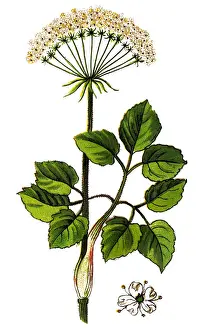 Laserpitium latifolium, common name broad-leaved sermountain