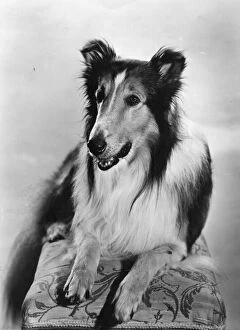 Images Dated 11th November 2014: Lassie