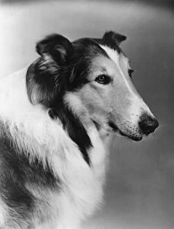 Images Dated 7th April 2016: Lassie