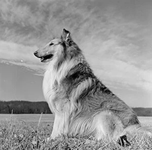 Images Dated 11th November 2014: Lassie Dog