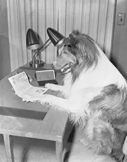 Lassie Prints: Lassie Reading Income Tax Form