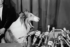 Lassie Prints: Lassie Sitting at Microphones