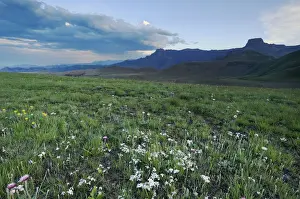 Escarpment Prints: Late afternoon light on the Amphitheatre in the Drakensberg with plants in foreground