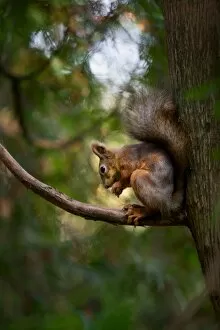 Images Dated 29th September 2012: Late autumn squirrel
