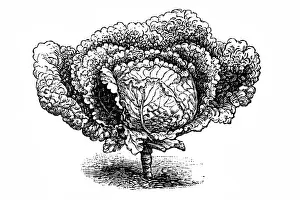 Cabbage Prints: Later, large savoy cabbage