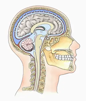 Headshot Prints: Lateral cross section through the skull showing the brain with intermediate layers (meninges) highlighted