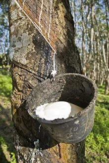 Latex production on a Para Rubber Tree or Sharinga Tree -Hevea brasiliensis- on a rubber plantation, Pulau Langkawi