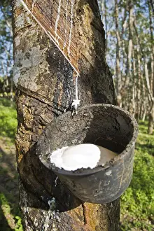 Farming Prints: Latex production on a Para Rubber Tree or Sharinga Tree -Hevea brasiliensis- on a rubber plantation
