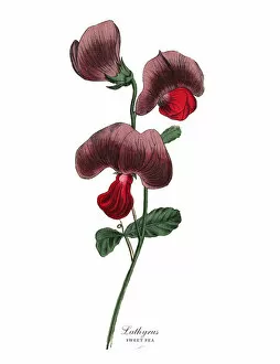 Images Dated 19th February 2019: Lathyrus or Sweet Pea and Legume Plant, Victorian Botanical Illustration