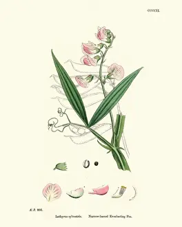 Vetch Prints: Lathyrus sylvestris, flat pea or narrow-leaved everlasting-pea