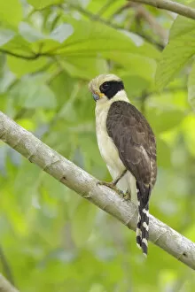 Images Dated 31st October 2015: Laughing Falcon