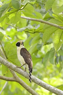 Images Dated 31st October 2015: Laughing Falcon