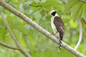 Images Dated 31st October 2015: Laughing Falcon