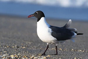 Images Dated 19th May 2017: Laughing gull on beach