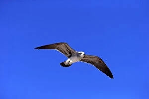 Images Dated 28th March 2013: Laughing Gull -Larus atricilla-, flying, Sanibel Island, Florida, USA